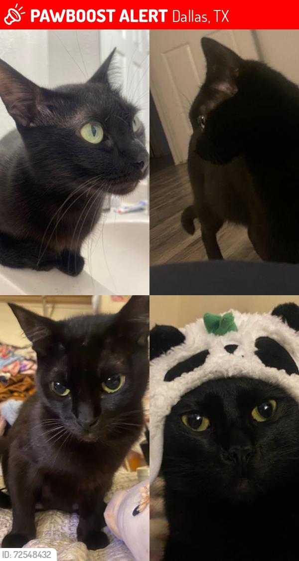 Lost Male Cat last seen Near luckys en through gastons donuts!, Dallas, TX 75246
