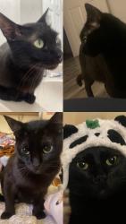 Lost Male Cat last seen Near luckys en through gastons donuts!, Dallas, TX 75246