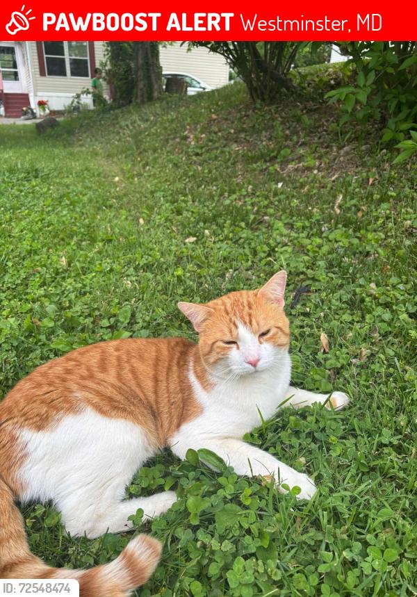 Lost Male Cat last seen W Old Liberty Rd, Westminster, MD 21157