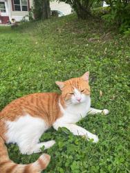 Lost Male Cat last seen W Old Liberty Rd, Westminster, MD 21157