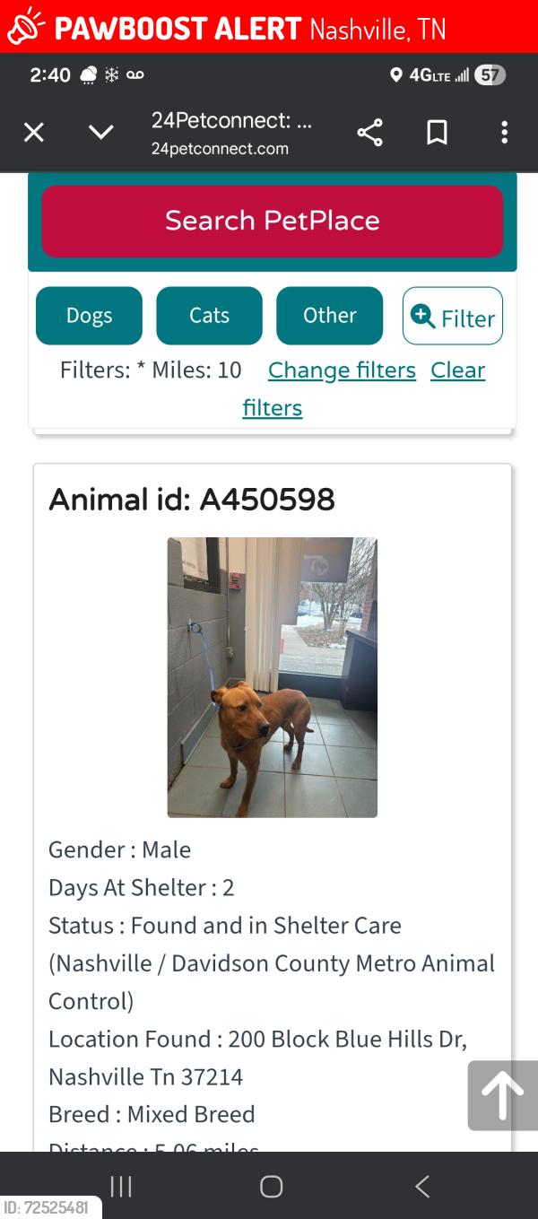 Lost Male Dog last seen Neal st, Nashville, TN 37206