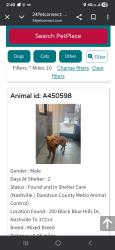 Lost Male Dog last seen Neal st, Nashville, TN 37206