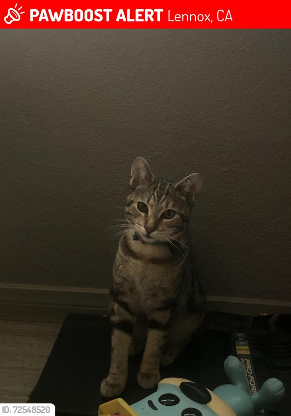 Lost Female Cat last seen Mansel Avenue , Lennox, CA 90304