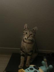 Lost Female Cat last seen Mansel Avenue , Lennox, CA 90304
