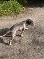 Found/Stray Male Dog last seen East Cliff and 12th Ave, Santa Cruz, CA 95062
