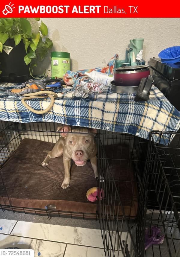 Lost Female Dog last seen Trailside at Trinity Forest Apartments, Dallas, TX 75216
