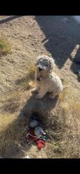 Lost Male Dog last seen Ferndale water park area, Las Vegas, NV 89121