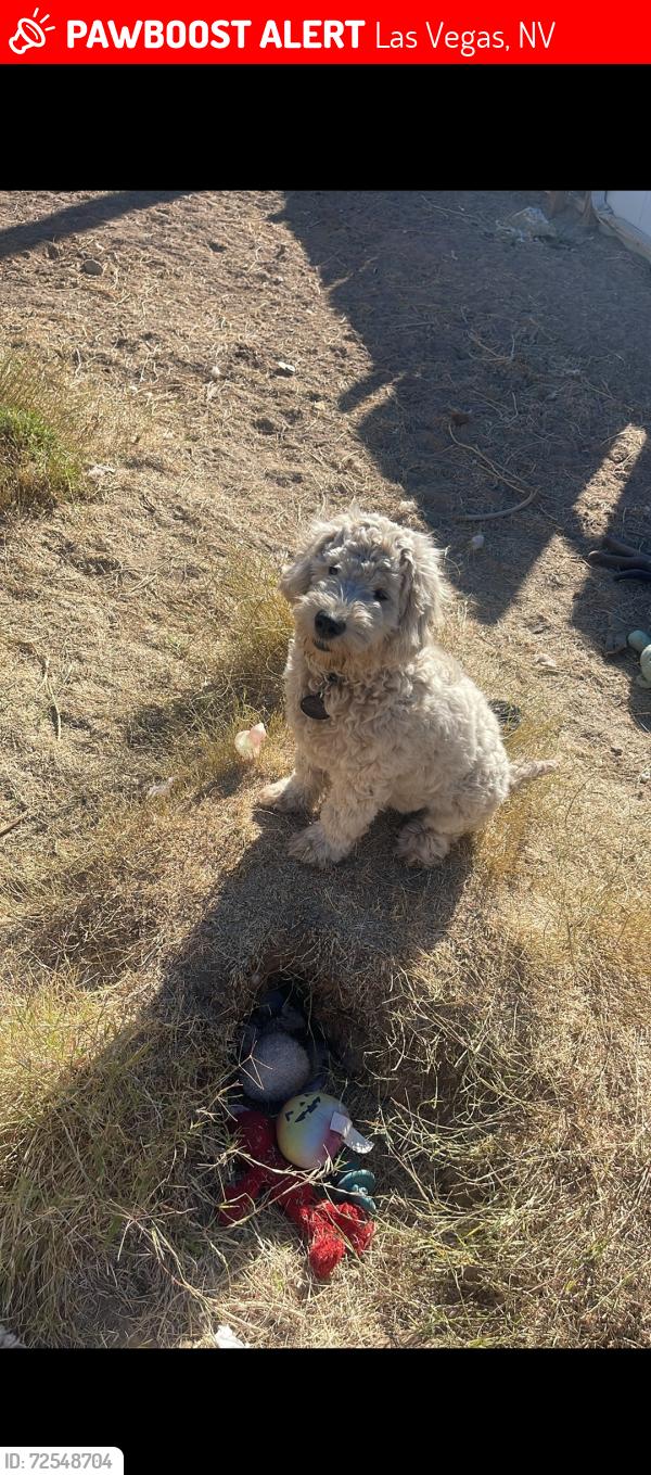 Lost Male Dog last seen Ferndale water park area, Las Vegas, NV 89121
