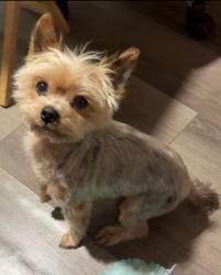 Lost Male Dog last seen 105th & Mckinley, Los Angeles, CA 90002