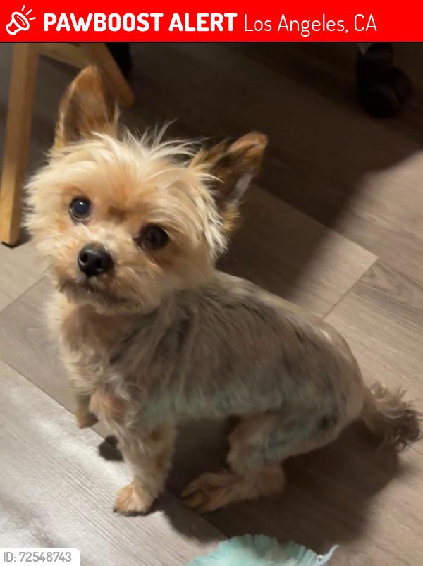Lost Male Dog last seen 105th & Mckinley, Los Angeles, CA 90002