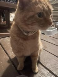 Found/Stray Male Cat last seen Redlane rd, Powhatan County, VA 23139