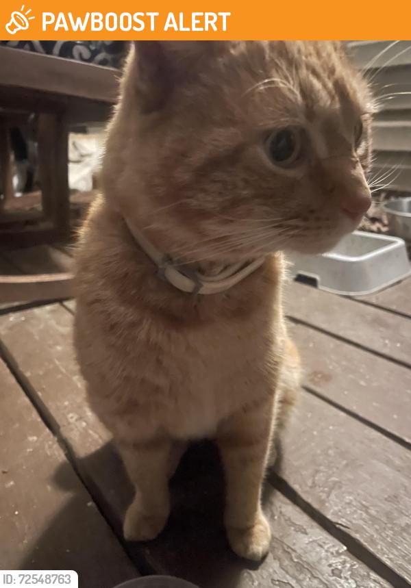 Found/Stray Male Cat last seen Redlane rd, Powhatan County, VA 23139