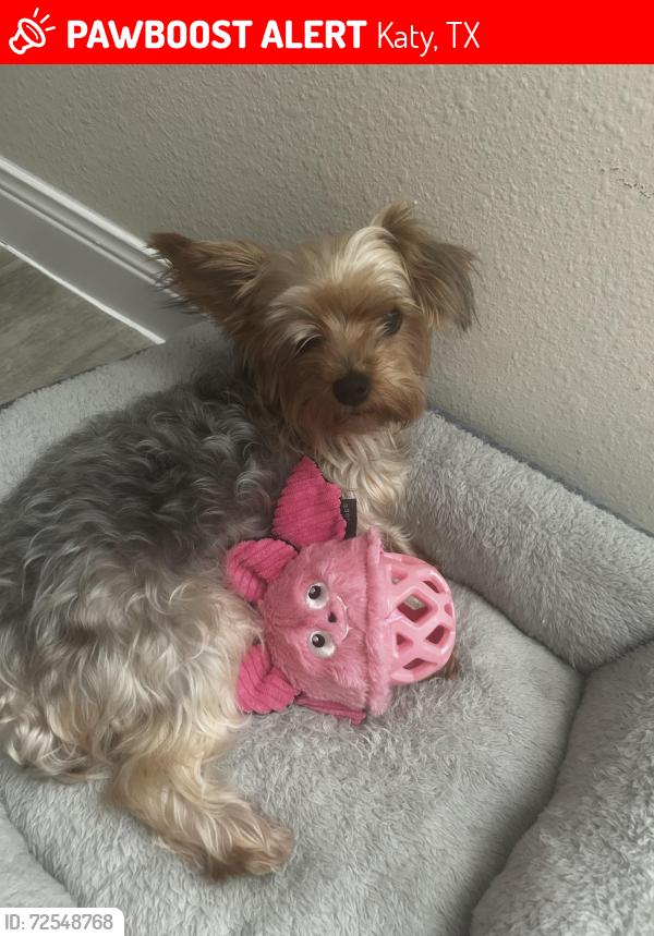 Lost Female Dog last seen Plantation Forest Dr, Hollyhock Dr, Katy, TX 77449