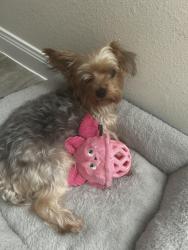 Lost Female Dog last seen Plantation Forest Dr, Hollyhock Dr, Katy, TX 77449