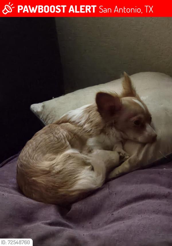 Lost Female Dog last seen Mission Glory Rd,  Mission Creek Subdivision , San Antonio, TX 78223