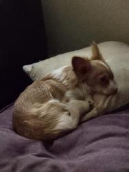 Lost Female Dog last seen Mission Glory Rd,  Mission Creek Subdivision , San Antonio, TX 78223