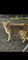 Lost Male Cat last seen Near st hialeah longhorn -Olive Garden , Hialeah, FL 33012