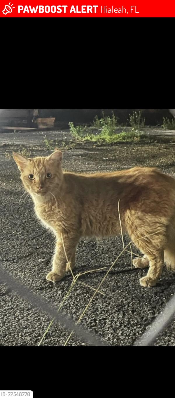 Lost Male Cat last seen Near st hialeah longhorn -Olive Garden , Hialeah, FL 33012