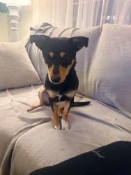 Found/Stray Female Dog last seen Center St & Atchison St, Anaheim, CA 92805