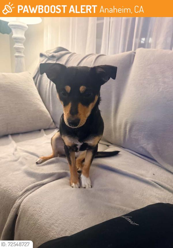Found/Stray Female Dog last seen Center St & Atchison St, Anaheim, CA 92805