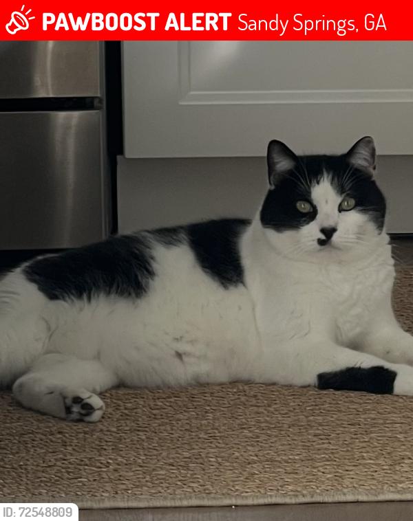 Lost Male Cat last seen Bridgewood valley , Sandy Springs, GA 30328