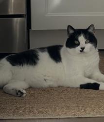 Lost Male Cat last seen Bridgewood valley , Sandy Springs, GA 30328