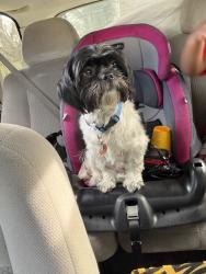 Reunited Male Dog last seen Mallory / Third, Memphis, TN 38106