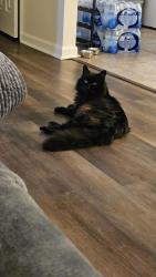 Lost Male Cat last seen Houston Lake/ Collins, Centerville, GA 31028