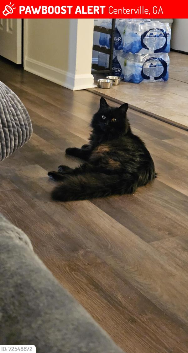 Lost Male Cat last seen Houston Lake/ Collins, Centerville, GA 31028