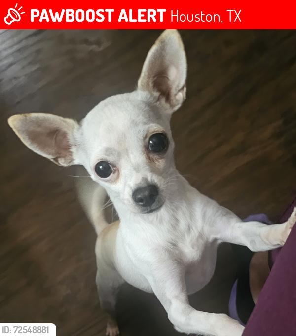 Lost Female Dog last seen Near braesridge dr, Houston, TX 77071