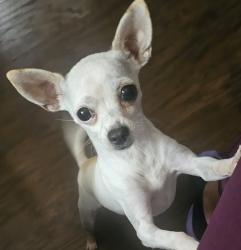 Lost Female Dog last seen Near braesridge dr, Houston, TX 77071