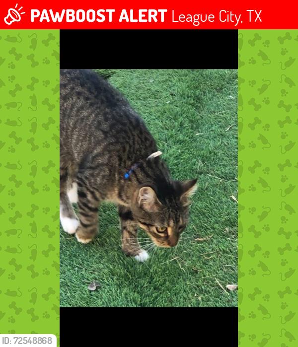 Lost Female Cat last seen Calder and Holly Lane….League City, Tx, League City, TX 77573