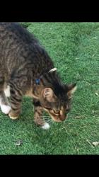 Lost Female Cat last seen Calder and Holly Lane….League City, Tx, League City, TX 77573
