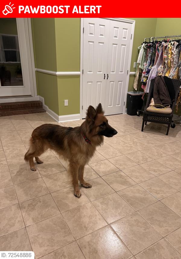 Lost Male Dog last seen Bettis Academy Rd, Edgefield County, SC 29847