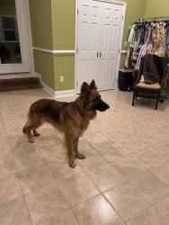 Lost Male Dog last seen Bettis Academy Rd, Edgefield County, SC 29847