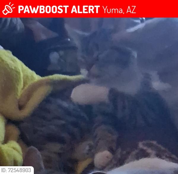 Lost Female Cat last seen Amber Dr y fortuna rd., Yuma, AZ 85365