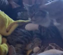 Lost Female Cat last seen Amber Dr y fortuna rd., Yuma, AZ 85365