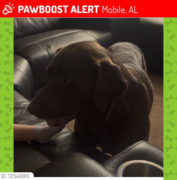 Lost Male Dog last seen McFarland/Johnson Rd Cottage Park, Mobile, AL 36695