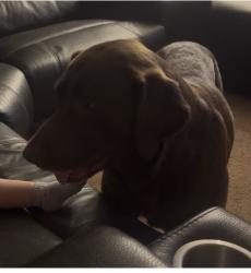 Lost Male Dog last seen McFarland/Johnson Rd Cottage Park, Mobile, AL 36695