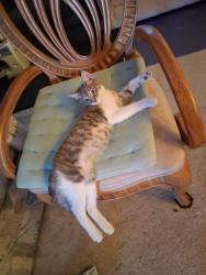 Lost Male Cat last seen Amber dr & fortuna rd, Yuma, AZ 85365