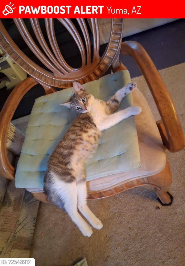 Lost Male Cat last seen Amber dr & fortuna rd, Yuma, AZ 85365