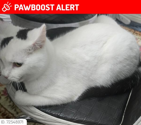 Lost Male Cat last seen Windsor street, West Midlands, England WV14 6BW
