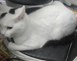 Lost Male Cat last seen Windsor street, West Midlands, England WV14 6BW