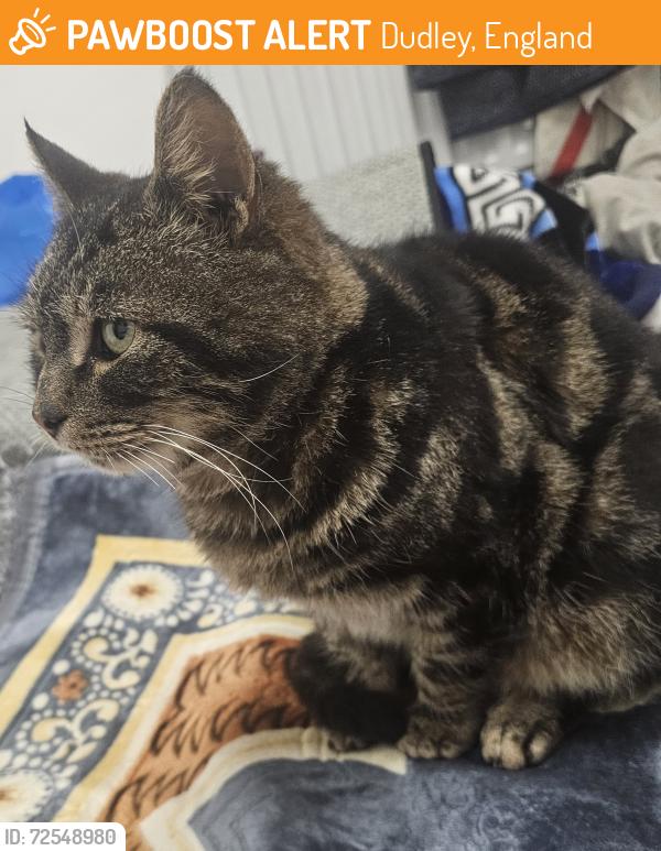 Found/Stray Unknown Cat last seen Swimming pool dudley, Dudley, England 