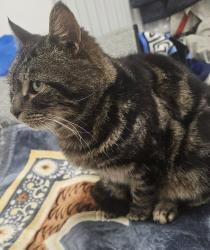 Found/Stray Unknown Cat last seen Swimming pool dudley, Dudley, England 