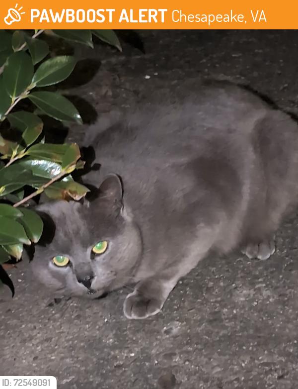 Found/Stray Unknown Cat last seen Fontana ave and sparrow ave, Chesapeake, VA 23325