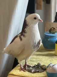 Lost Male Bird last seen Peterson park diamond bar , Diamond Bar, CA 91765