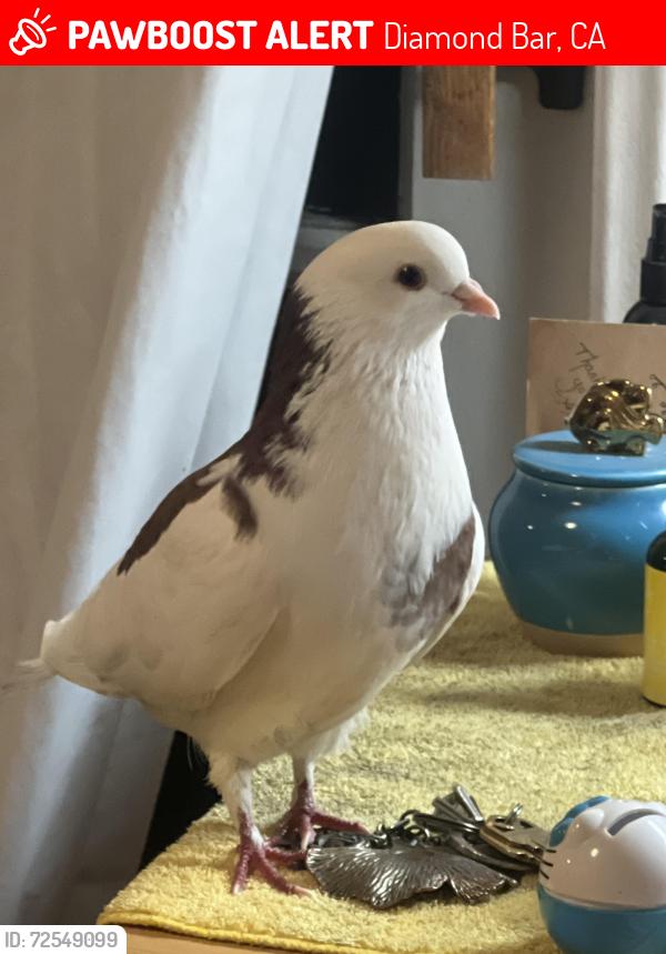 Lost Male Bird last seen Peterson park diamond bar , Diamond Bar, CA 91765