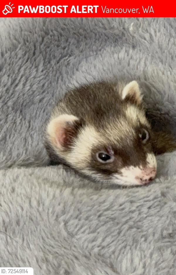 Lost Female Ferret last seen 142nd and 91st, Vancouver, WA 98682