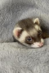 Lost Female Ferret last seen 142nd and 91st, Vancouver, WA 98682